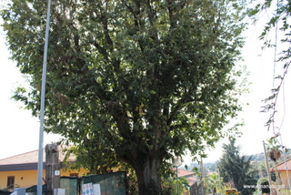 Bagolaro di Zafferana